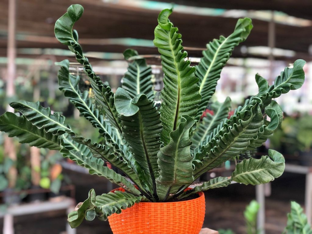 Asplenium Nidus Cobra