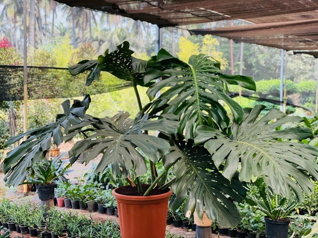 Monstera Deliciosa