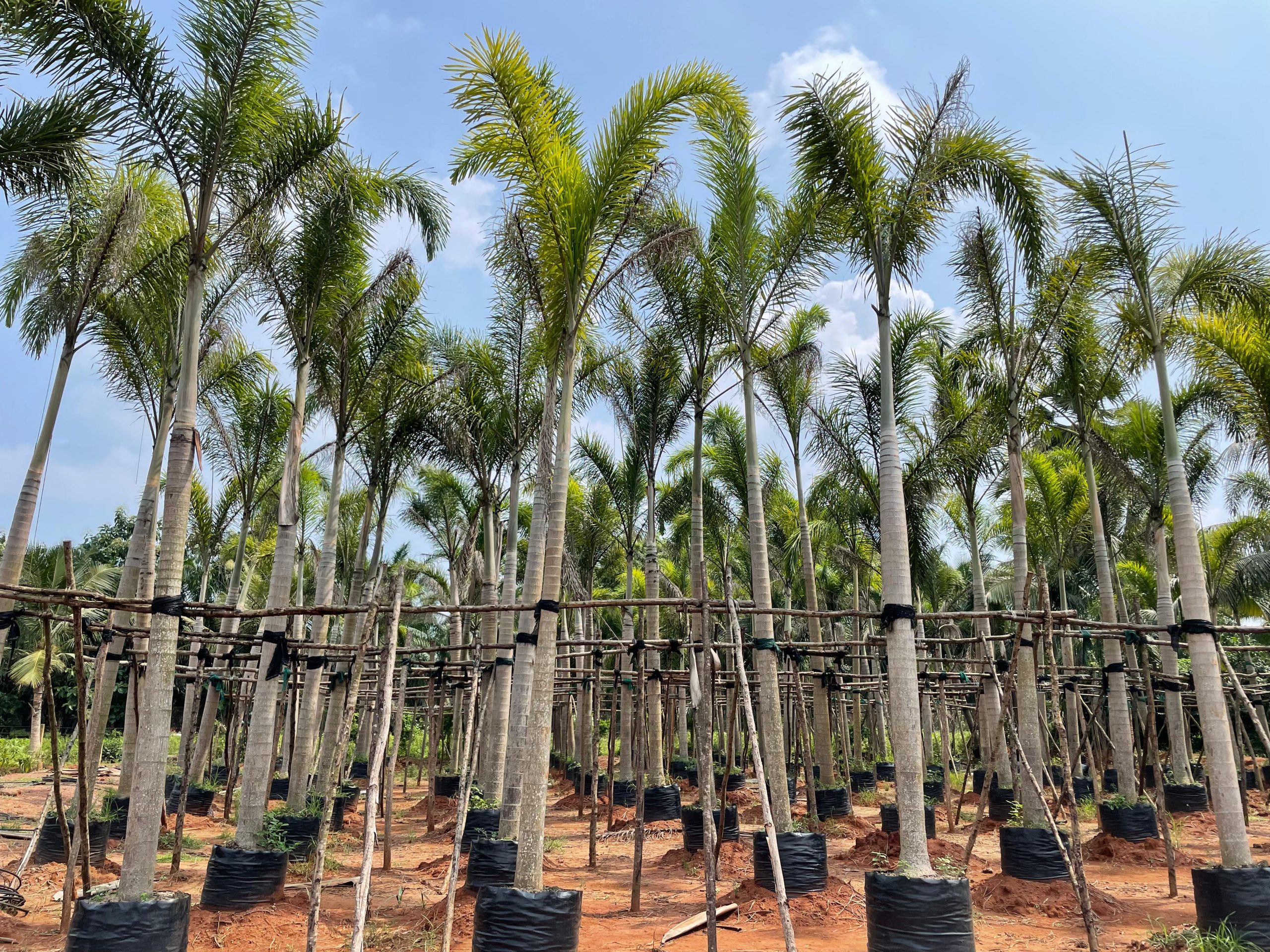 trees in palla venkanna nursery