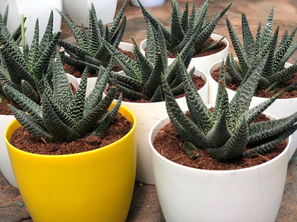 Haworthia Margaritifera