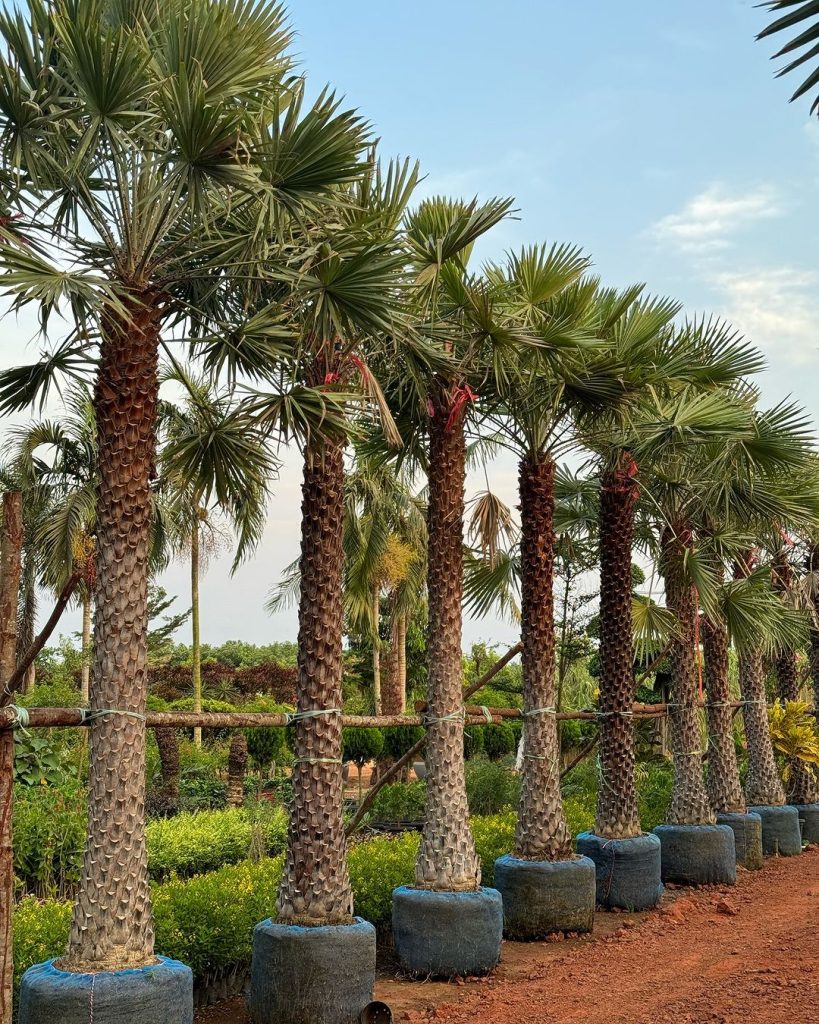 Copernicia Alba Palm