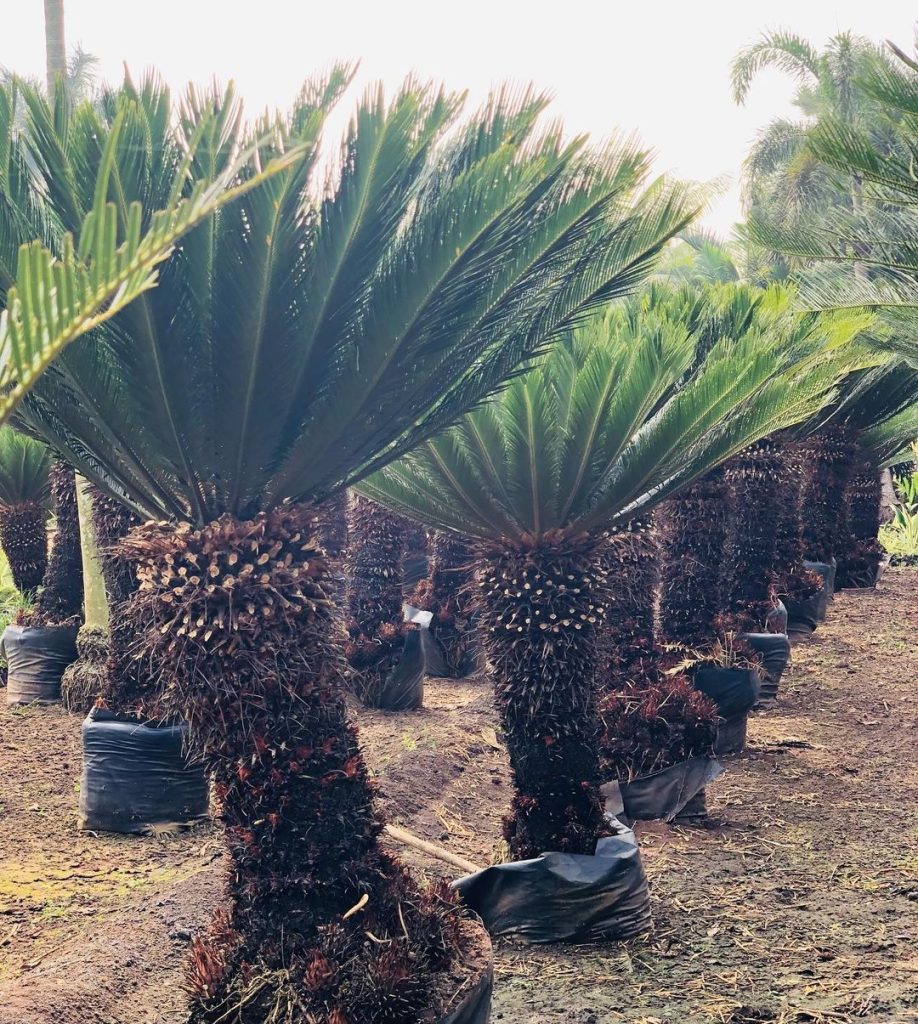 Sago Palm