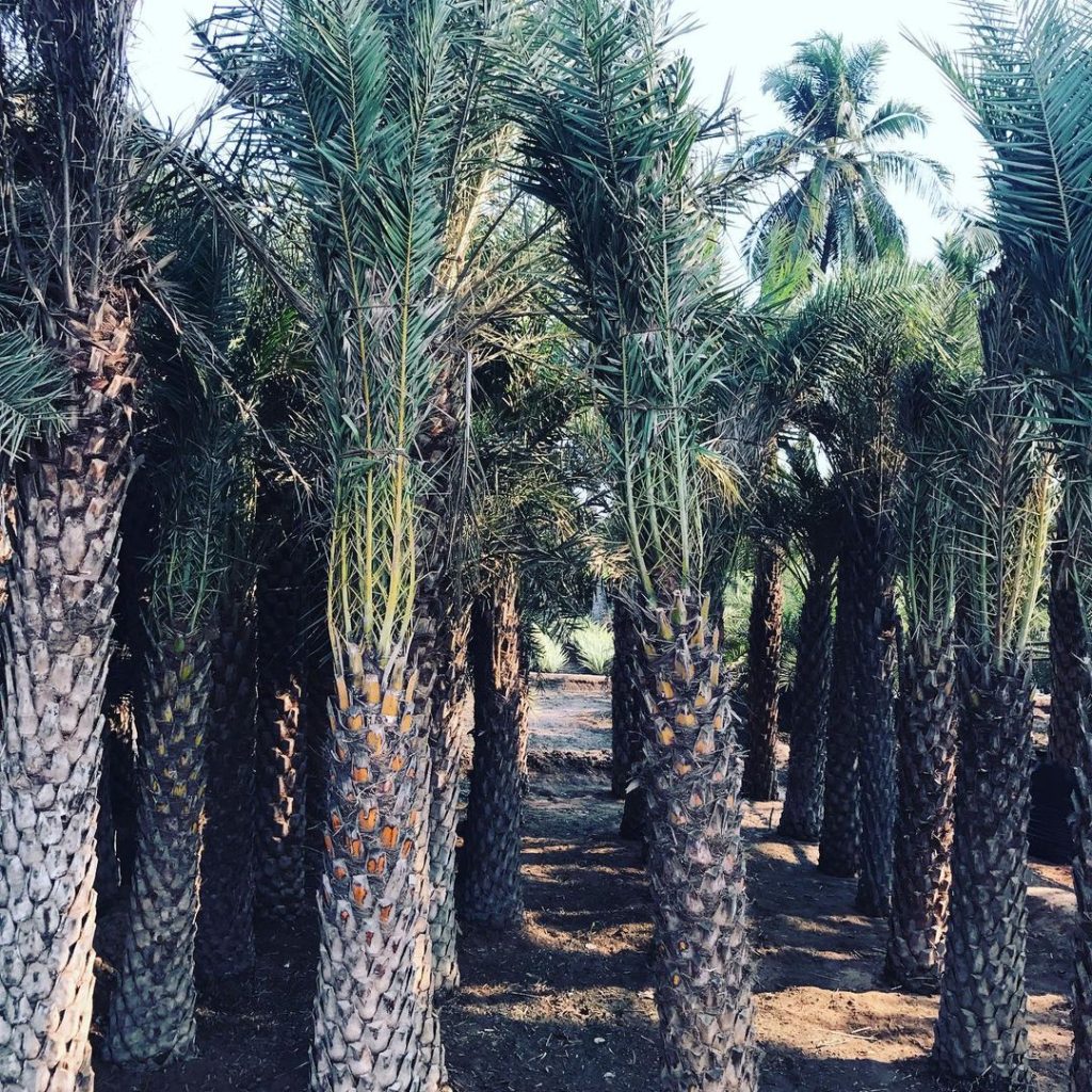 Date Palm