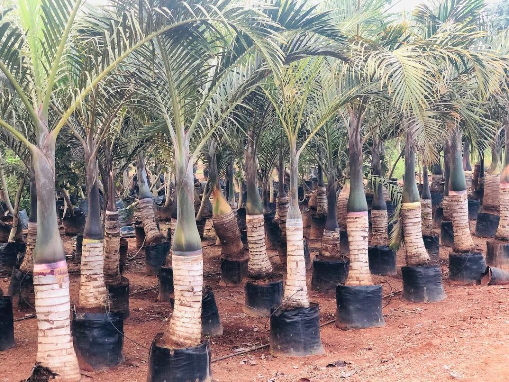 Mascarena Palm