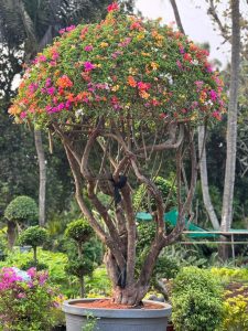 Plants in Palla Venkanna Nursery