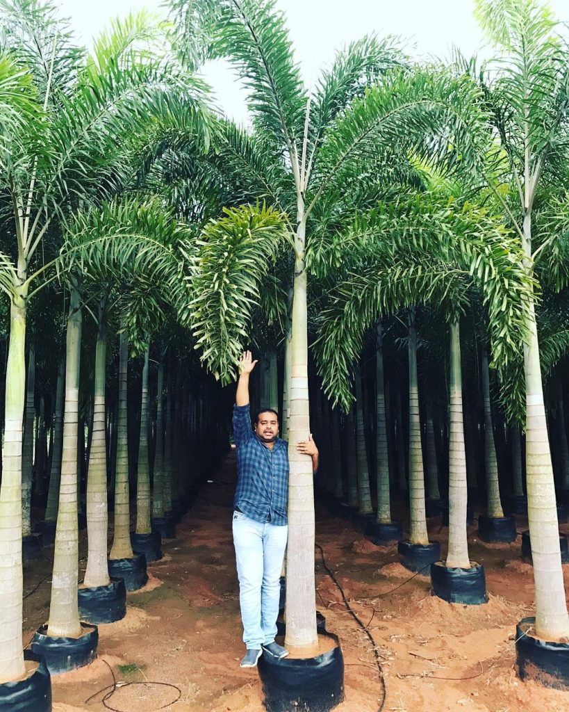 Wodyetia Bifurcata Foxtail Palm