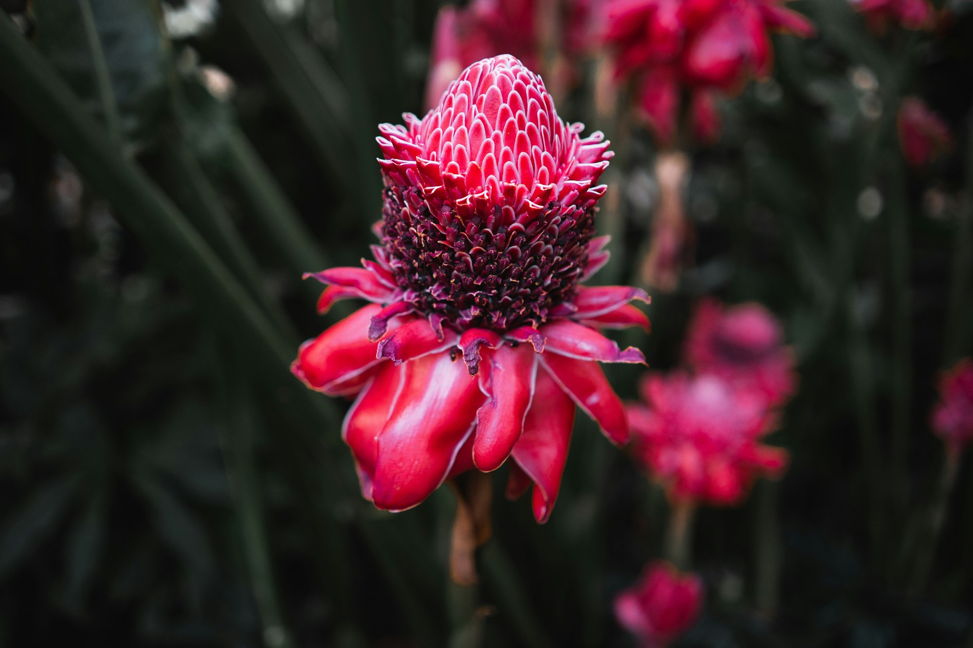 Exotic pink flower