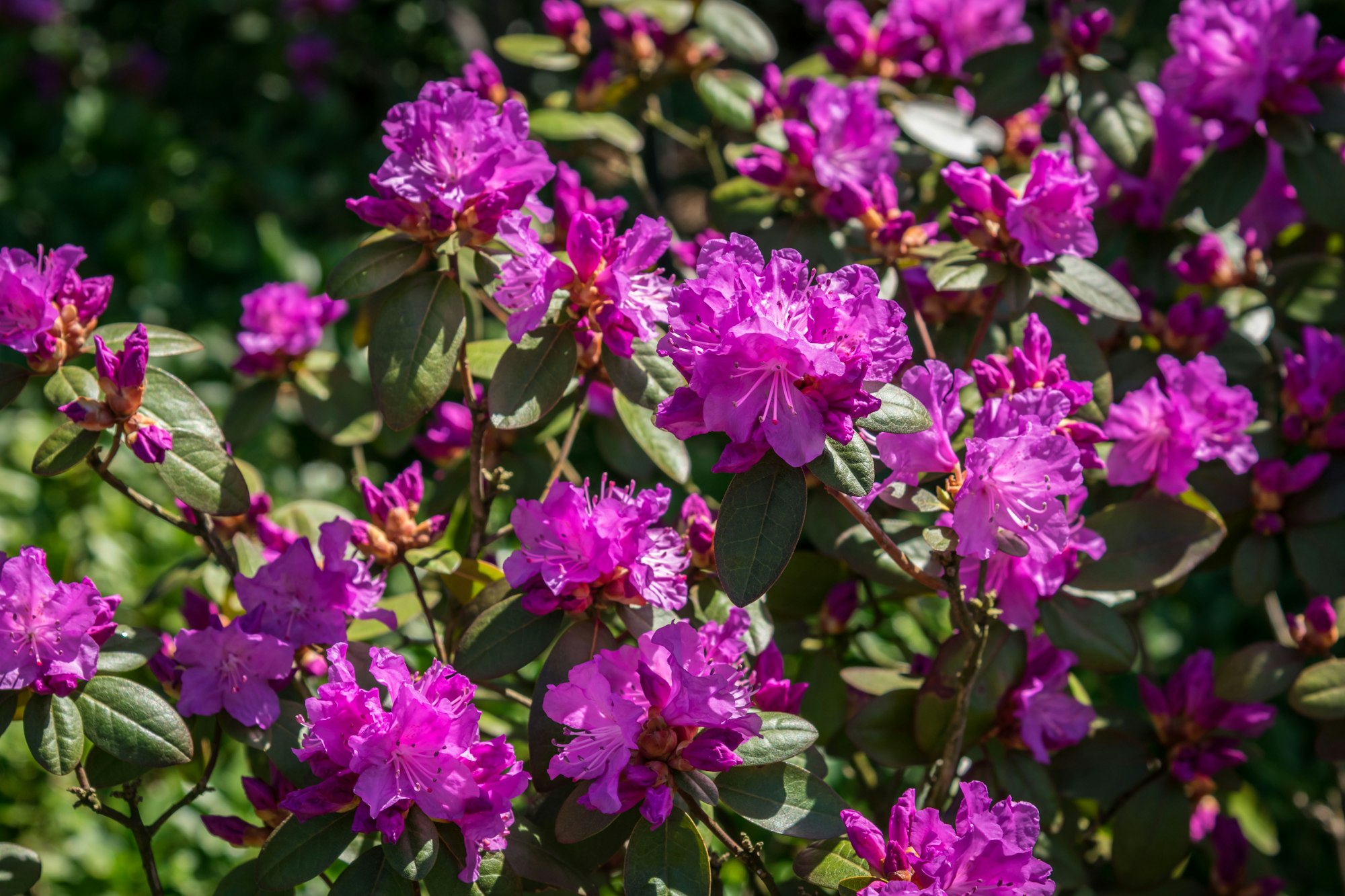 Flowering shrub with vibrant pink blossoms