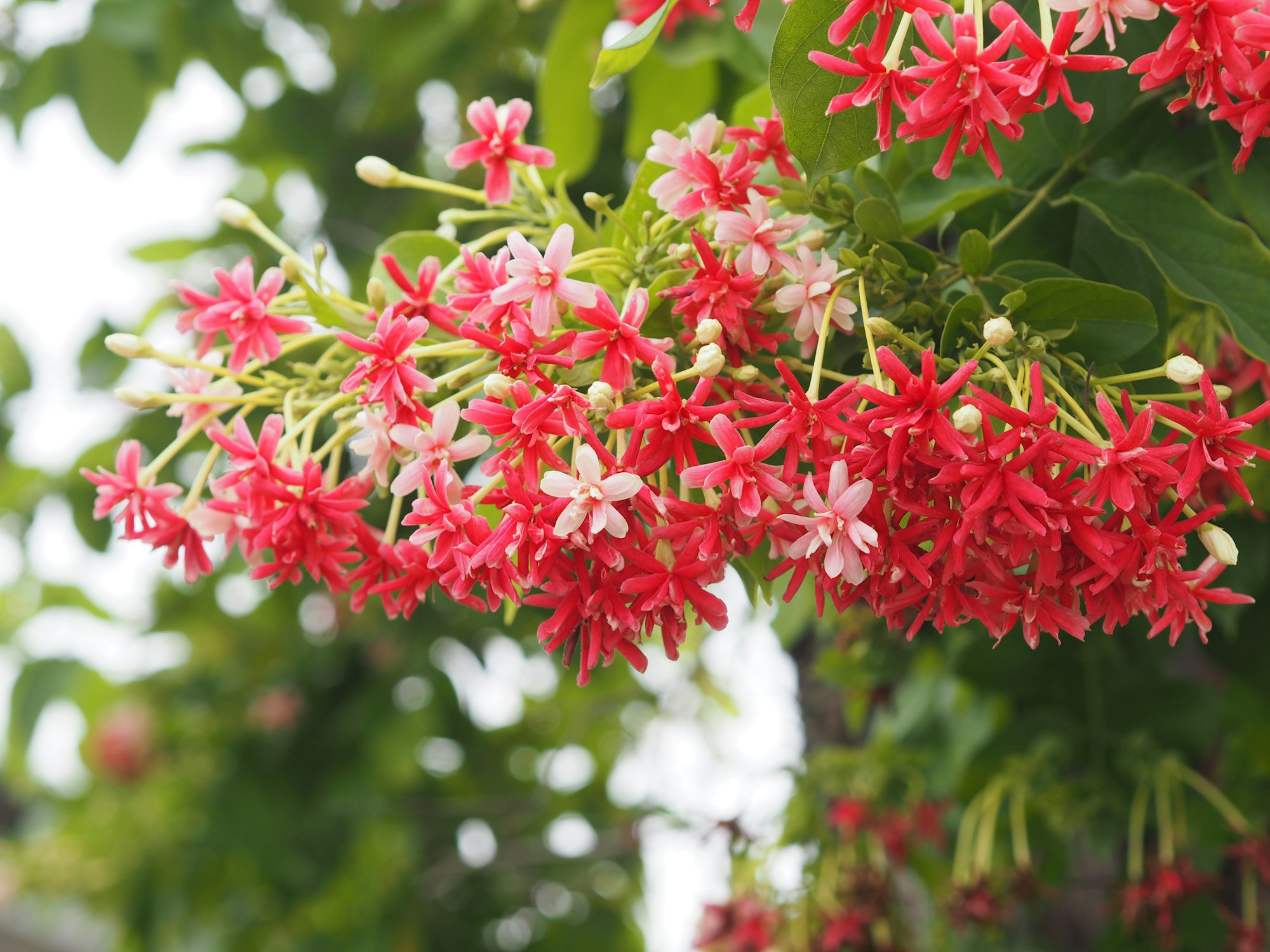 Rangoon Creeper, Chinese honey Suckle, Drunen sailor, Combretum indicum