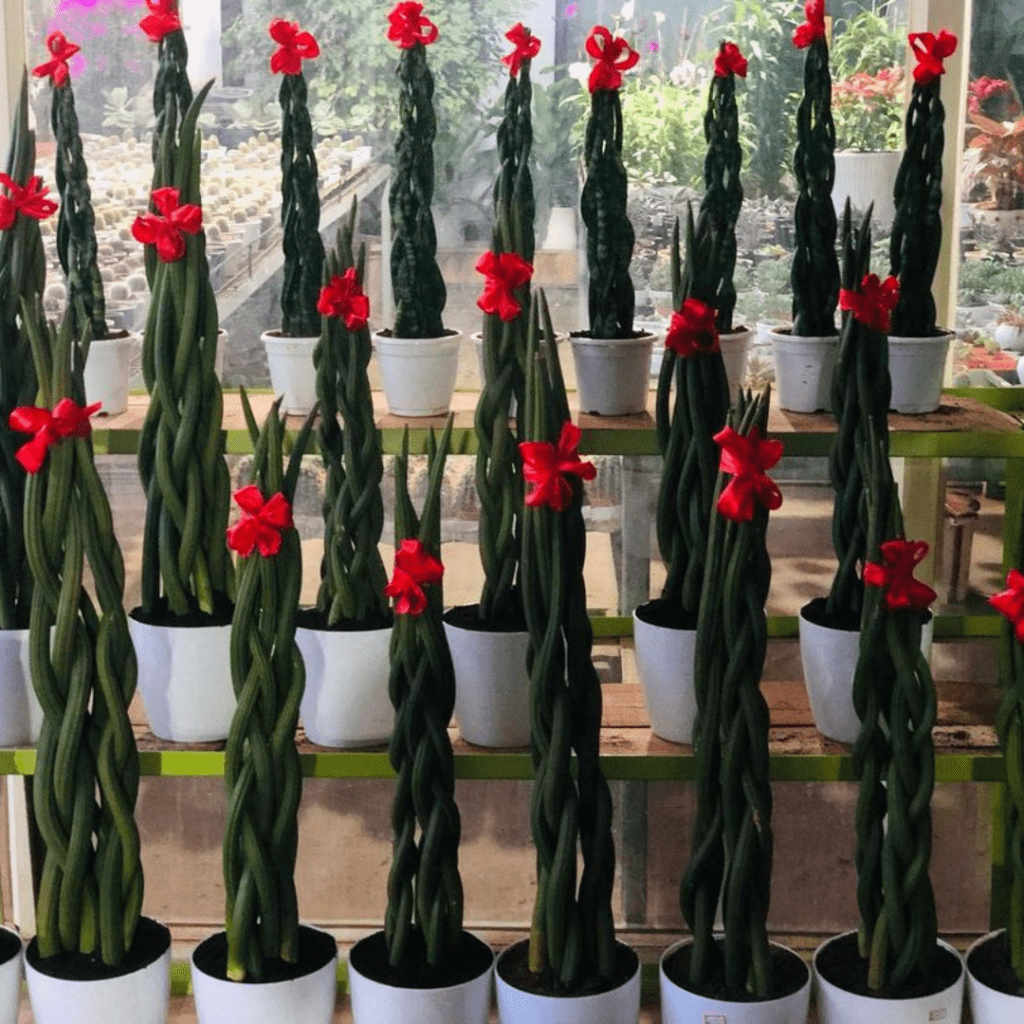 Braided Sansevieria