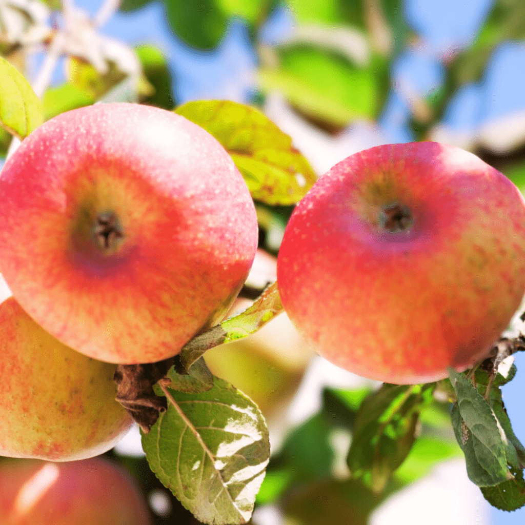 Apple ( Malus Domestica)