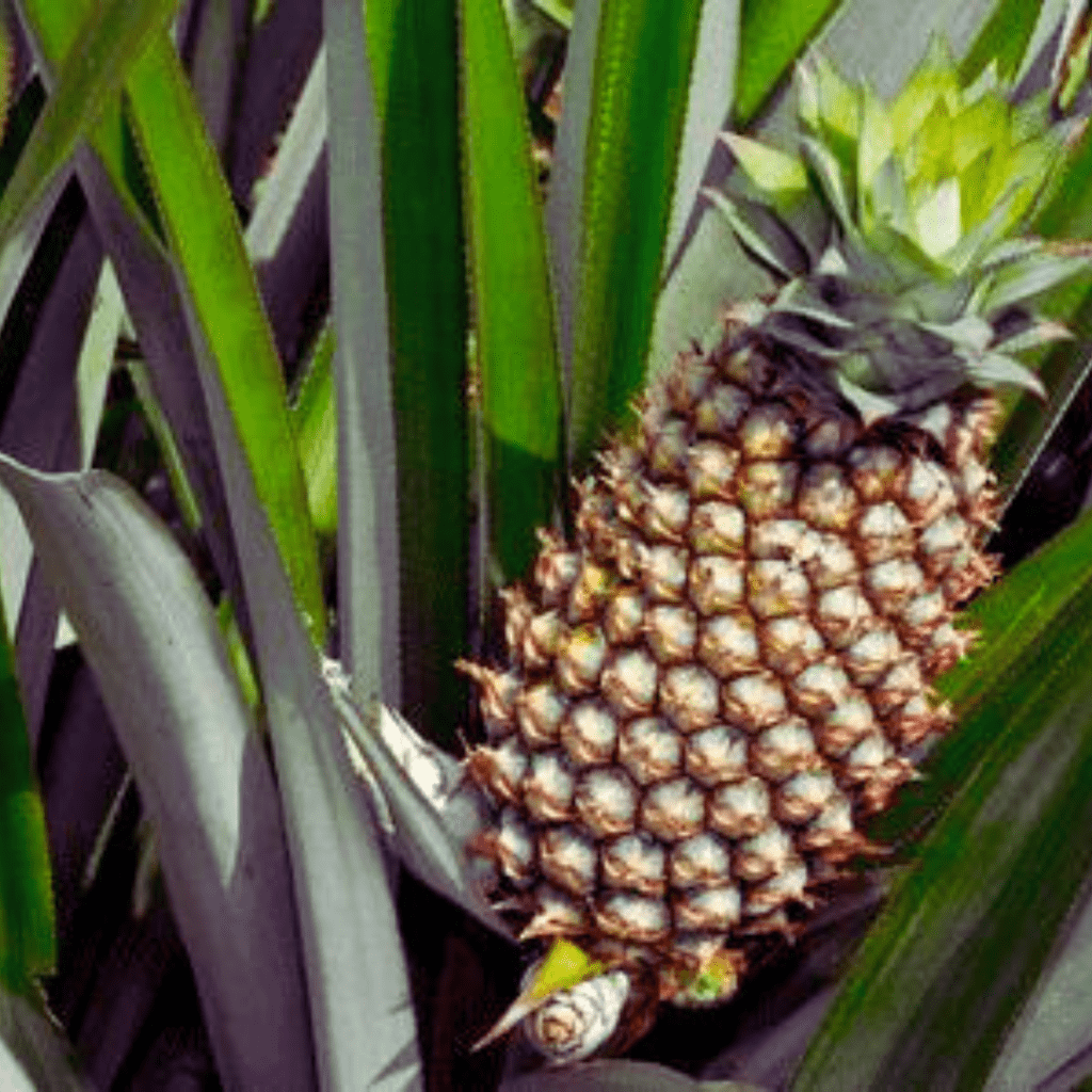 Pineapple