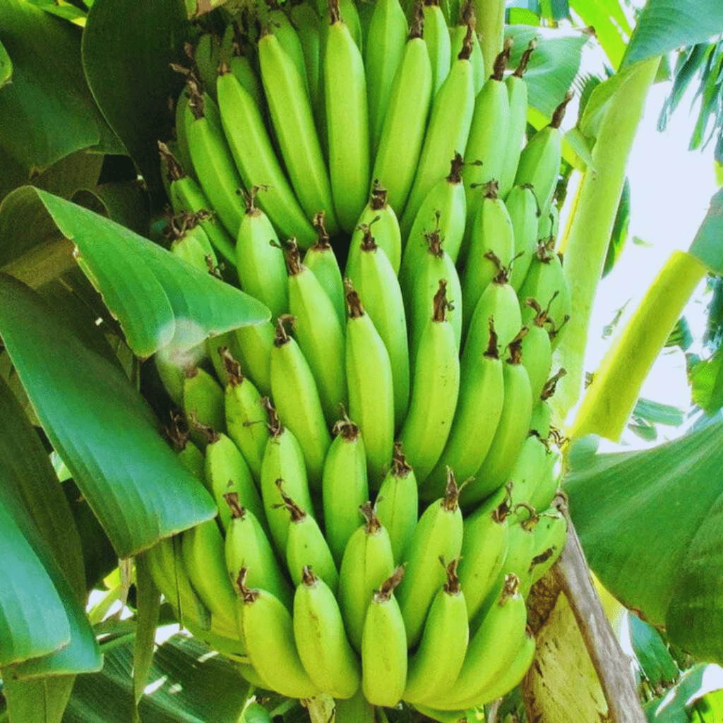 Banana Chakrakeli