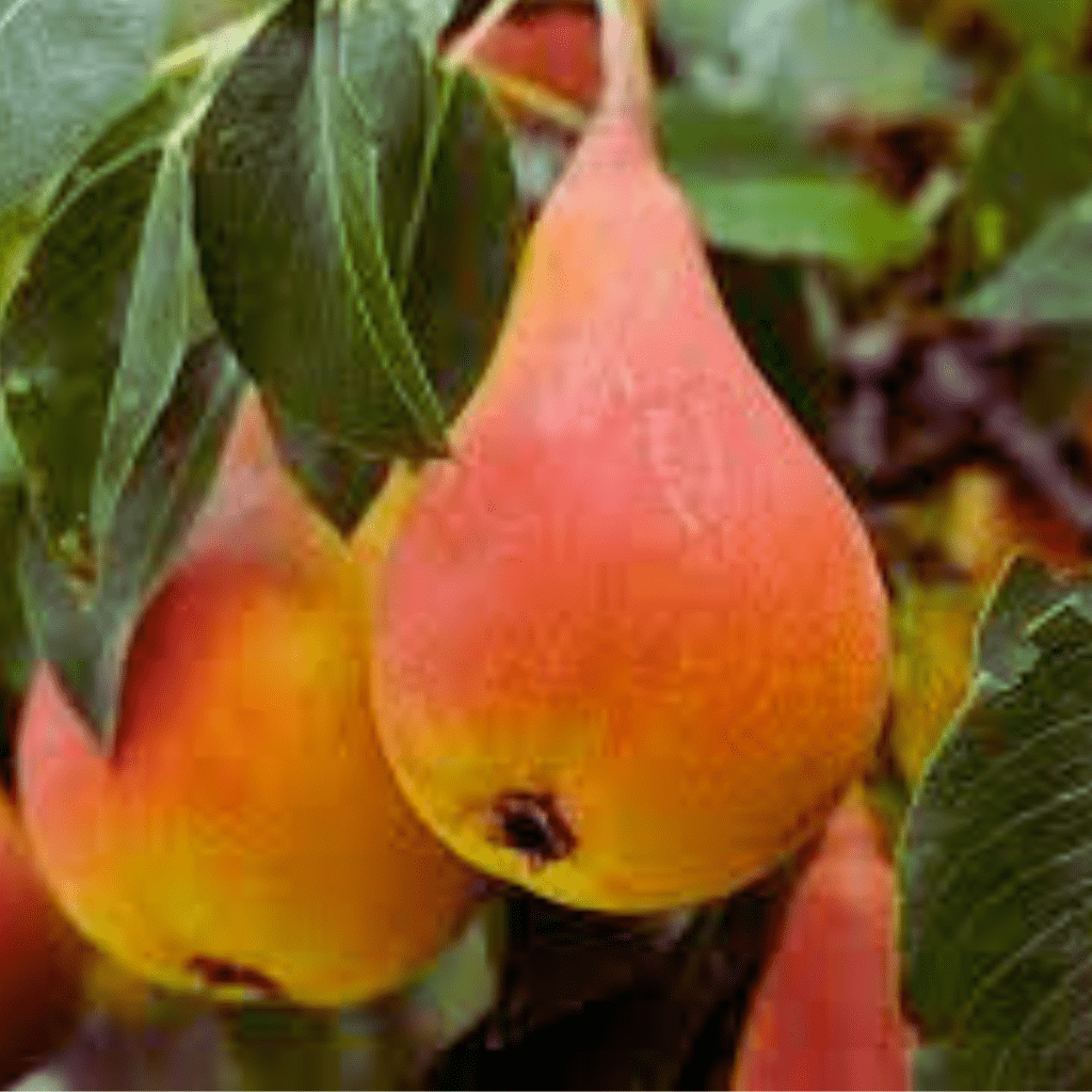 Pears (Pyrus)