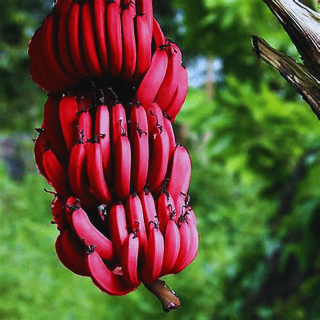 Banana Red Chakrakeli