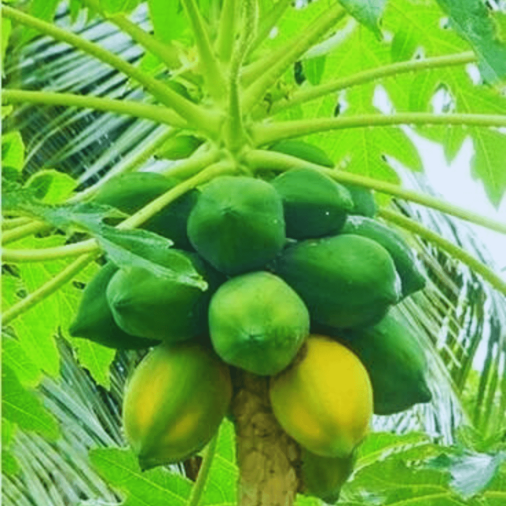 Papaya