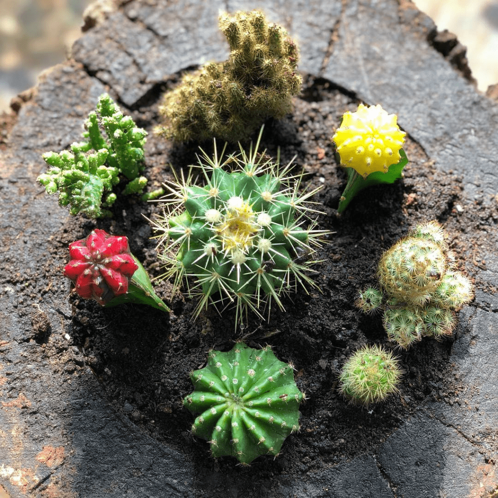 Indoor Collection Cactus