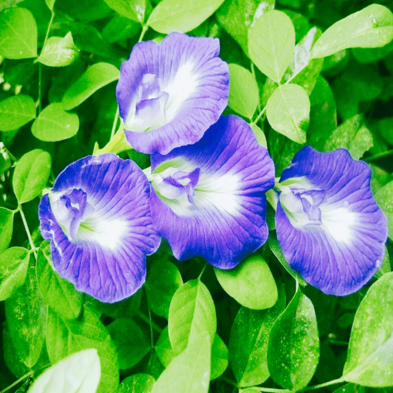 Butterfly Pea