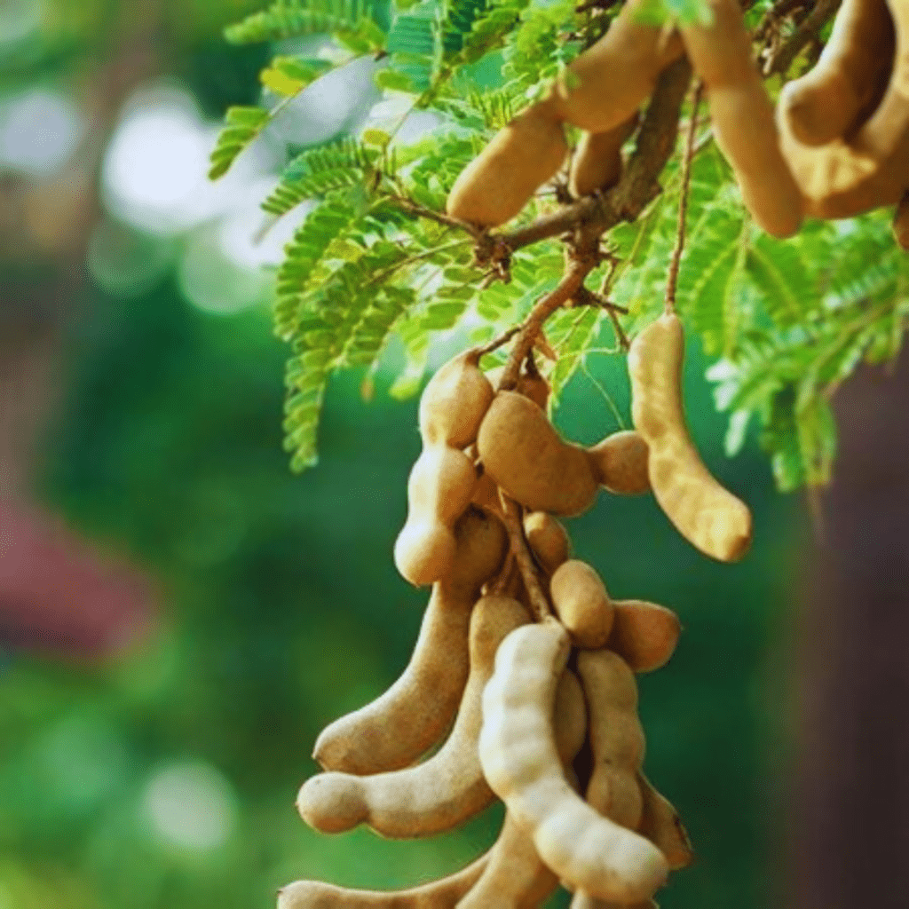 Tamarind Grafted