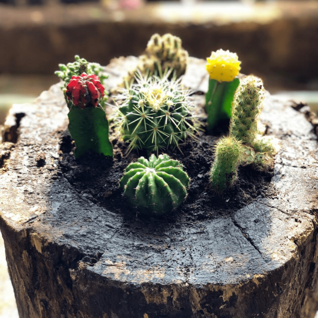 Indoor Collection Cactus