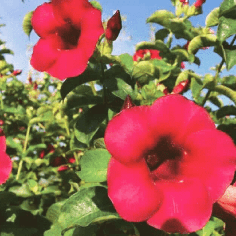 Allamanda Red