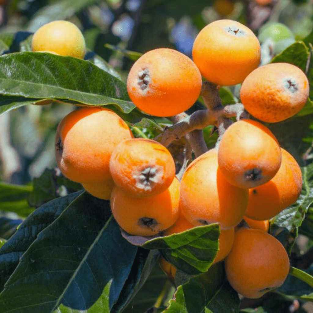 Loquat (Eriobotrya Japonica)