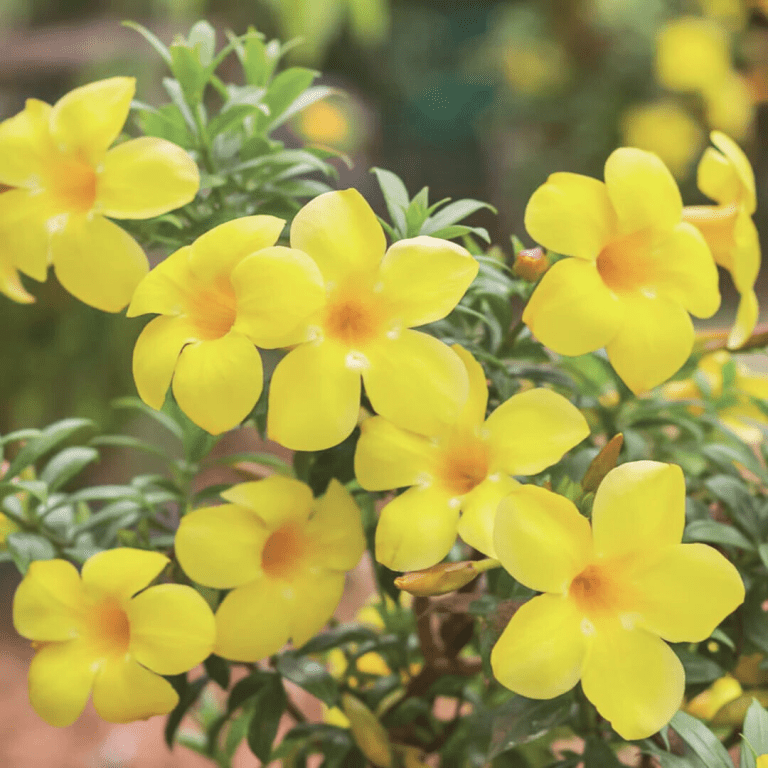 Allamanda Yellow