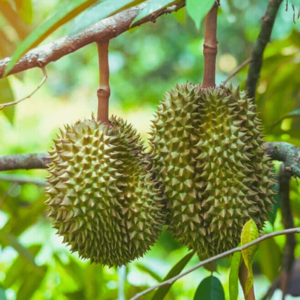 Durian Fruit