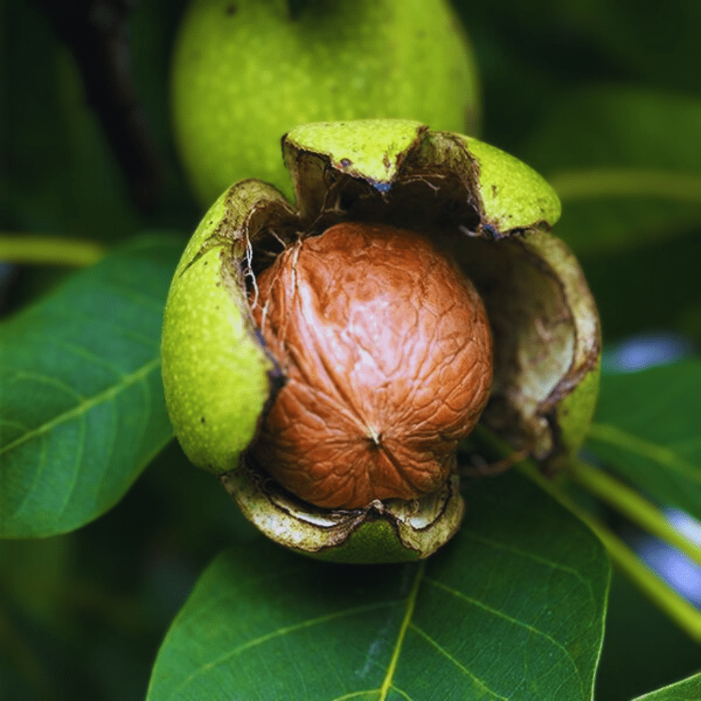 Walnut (Juglans)