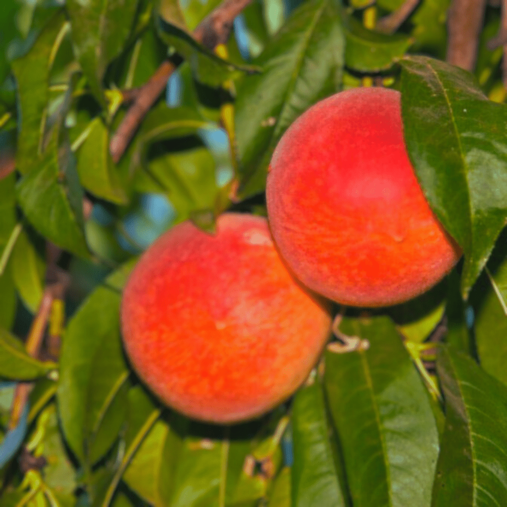 Peach (Prunus Persica)