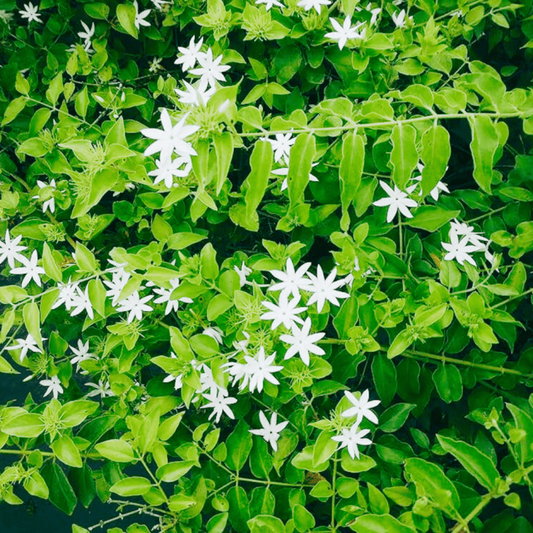 Star Jasmine