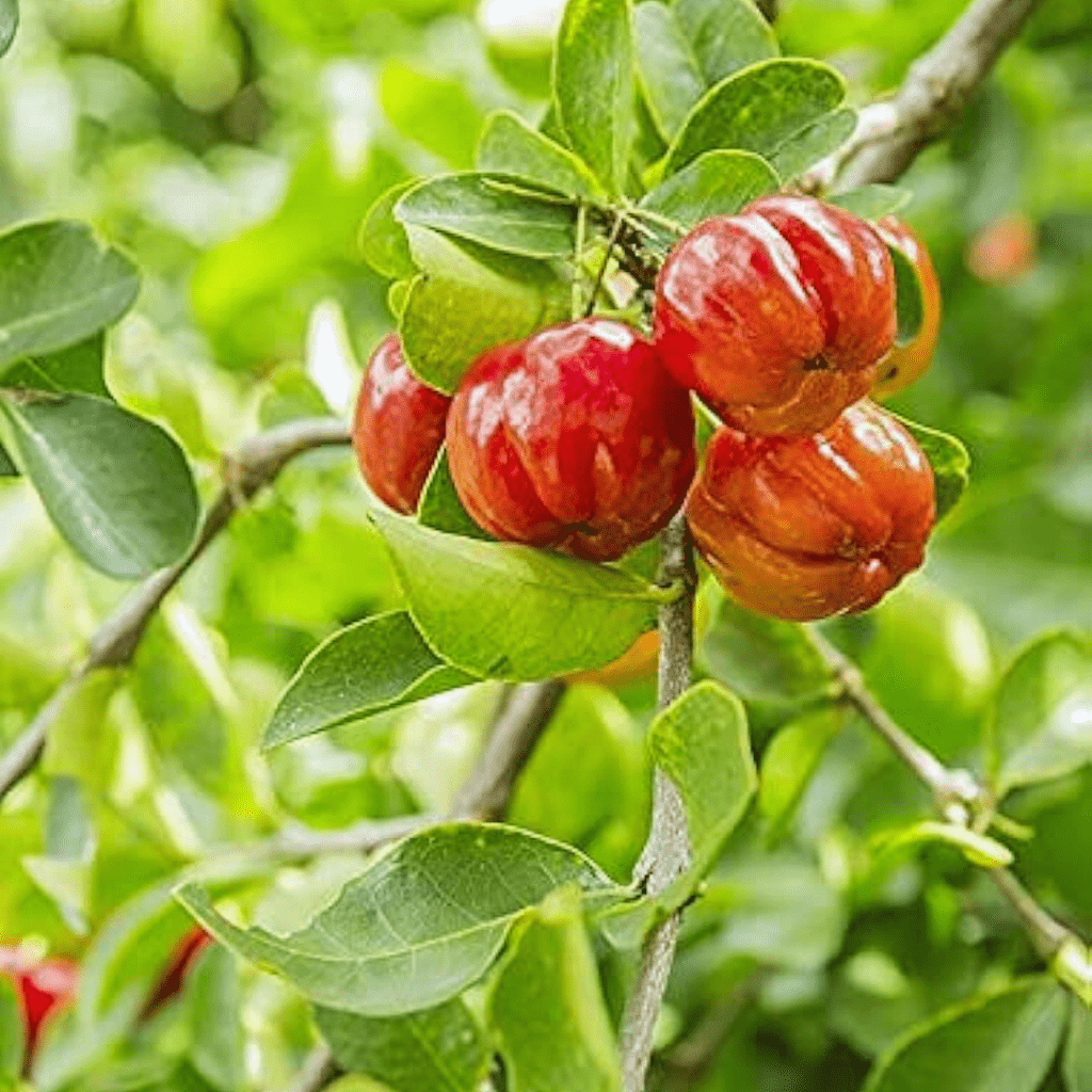 Barbados Cherry