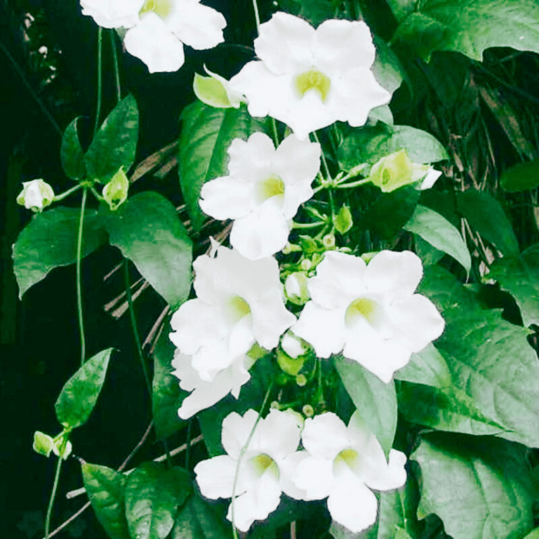 Thunbergia White