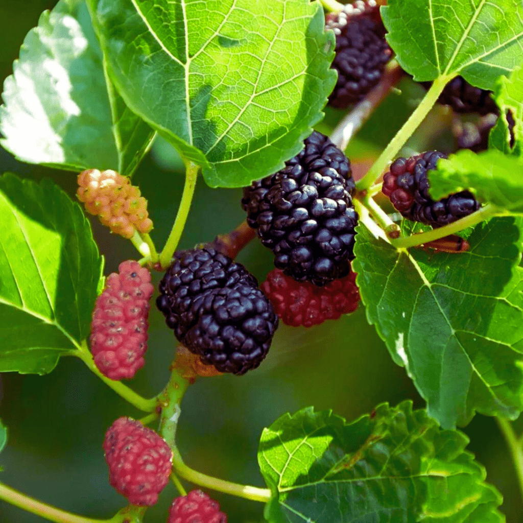 Mulberry Fruit