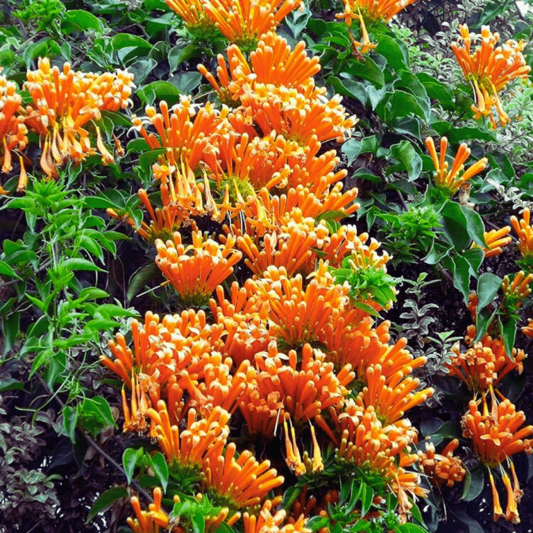 Begonia Venusta