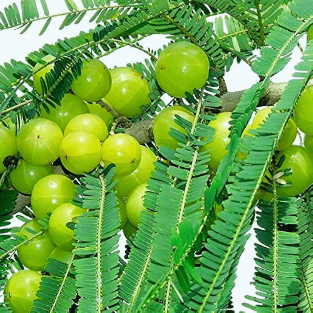 Amla Big