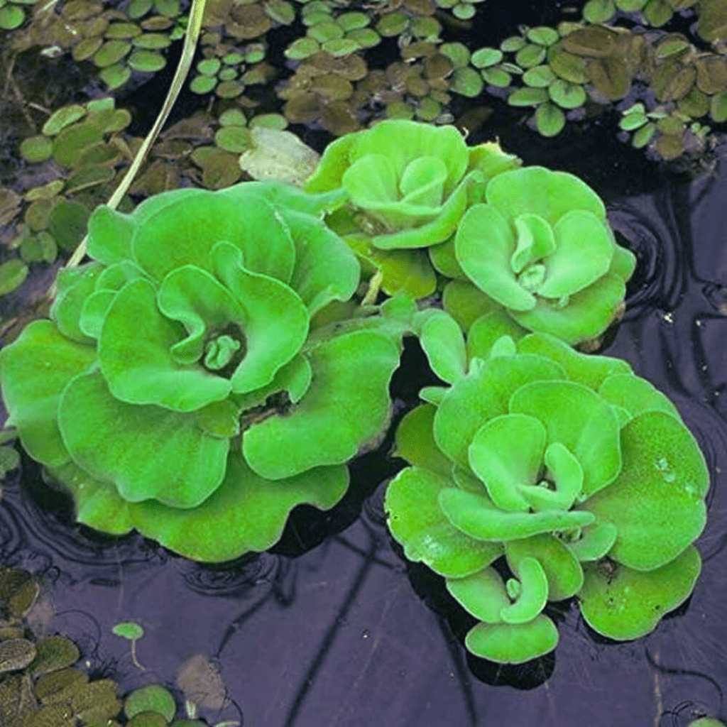 Water Lettuce