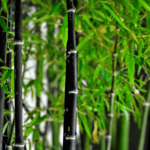 Black Bamboo