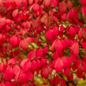 Burning Bush