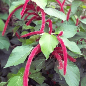 Cat's Tail Shrub