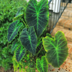 Giant Elephant Ear's Shrub