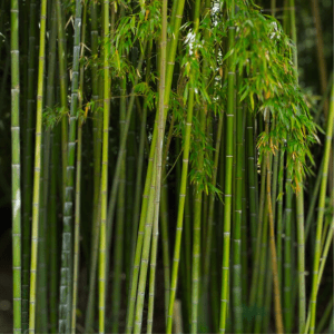 Hedging Bamboo