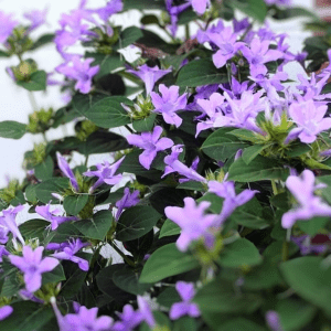 Philippine Violet