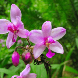 Philippine Orchid