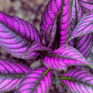 Purplish Black Leaves