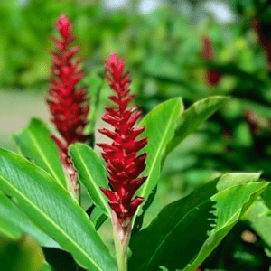 Red Ginger Shrub