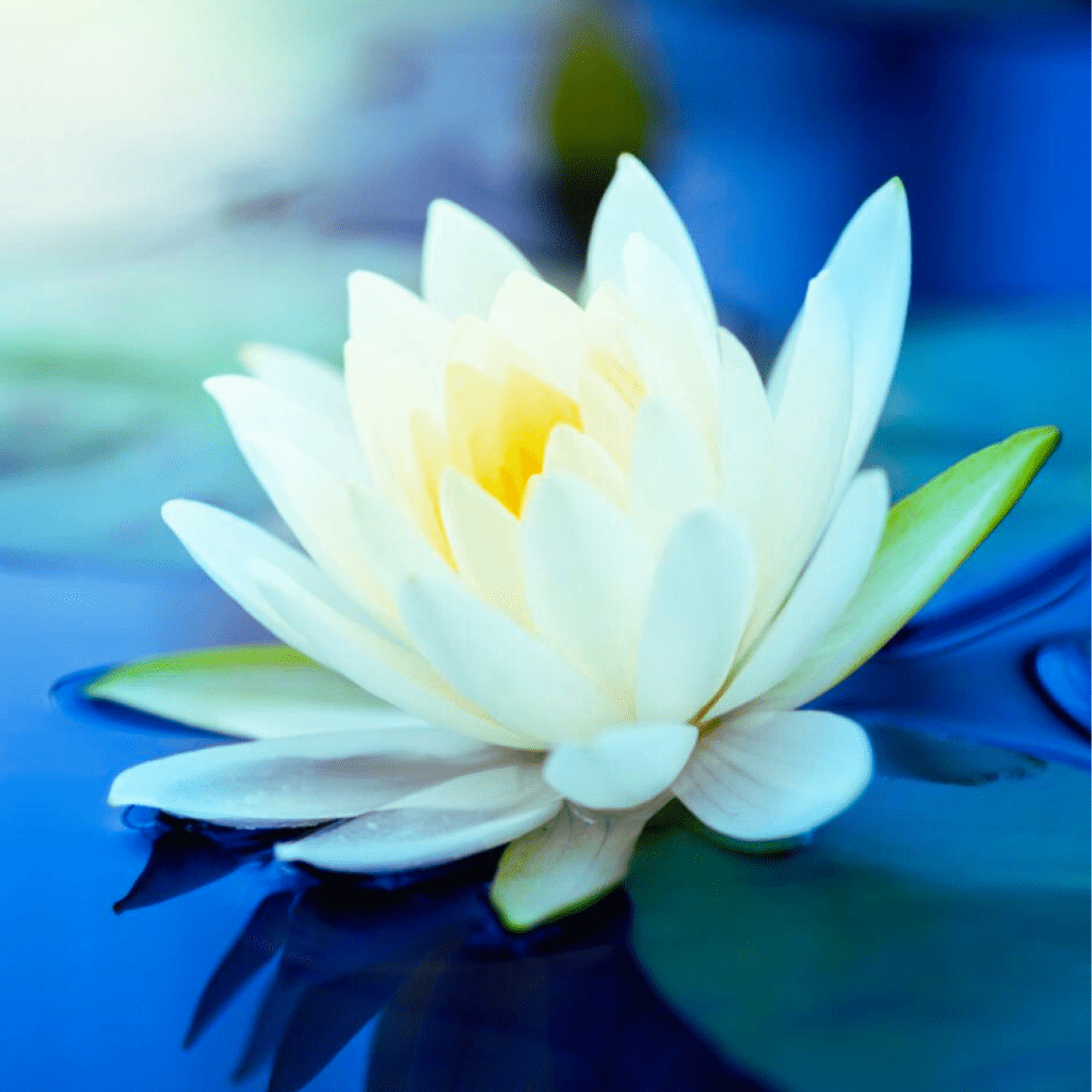 White Lotus