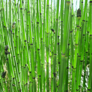 Scouringrush Horsetail