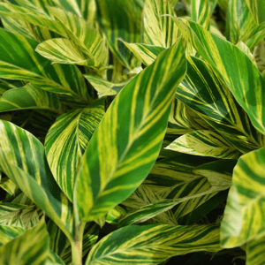 Variegated Tall Ginger