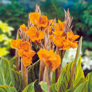 Yellow Variegated Canna Lily